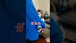 怒ってる顔も かわいいチワワ