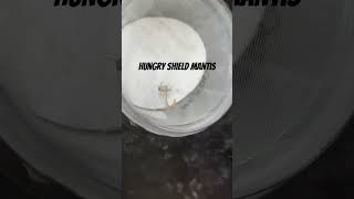 #buglife@antsonarock  @themantisgarden  this is nexon my hungry shield mantis