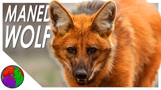 Maned Wolf || A Fox on Stilts and the Deforestation of its Home