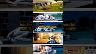 Krypto The Superdog's Tragedy
