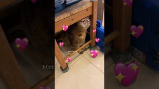 鑽轎腳的部分😌 #cat