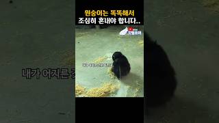 혹성탈출 반전의 서막 ㅋㅋㅋㅋㅋㅋ