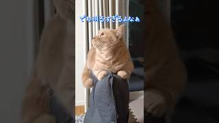 【おちないマンチカン】 #shorts #猫 #ねこ #cat