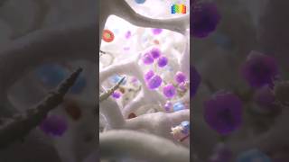 Myelofibrosis: One Of The Rarest Blood Cancer