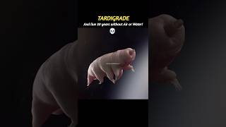 Sun vs Tardigrade 💀👽 #shorts #sun #earth #tardigrade #scienceofinfinity #astronomy #solarflare