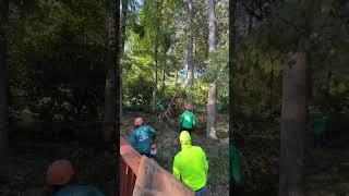 #treecuttingservice #tree #stihl #treeservice #chainsaw #arboristing
