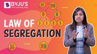 Law of segregation law of dominance -  Laws of Inheritance
