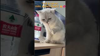 "Cool Cat Catches Cigar: The Suave Feline Moment!" #catskills #hilariouspets #pethumor