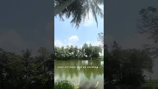 Just relax #travelbug #nature #village #ponds #pattamundai #kendrapara #odisha #status #shorts