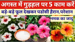 Use salt in hibiscus plant in this way so that the plant is filled with buds and flowers #Hibiscu...