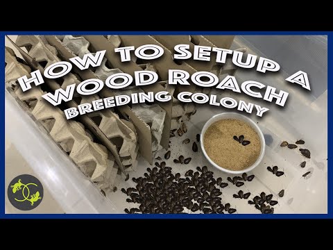 How to Setup a Wood Roach or Dubai roach BREEDING COLONY - Cookies Critters