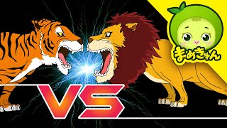 トラ VS ライオン | 動物バトル | まめきゅん MAMEKYUNN