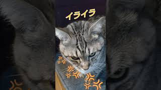 #猫 #cat #ねこのいる生活 #にゃんスケ