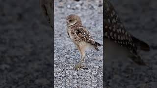 Serious Business Only: No Laughing During the Hunt #owlwatch #birdofprey #wildfocus #nature