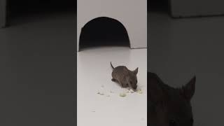 CAT TV 🐈 Mice for Cats to Watch 😹 #shorts #cattv #mice