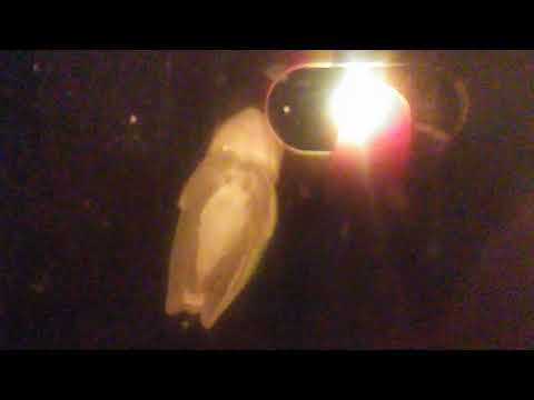 Frog on my window!!!!!🐸
