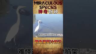 鳄鱼搞笑冷知识 鳄鱼竟然不会憋气？！#动物 #动物的迷惑行为 #动物科普 #搞笑动物 #搞笑动物在抖音