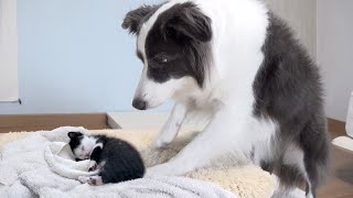 What Does a Big Dog Do When She Finds a Sleeping Tiny Kitten