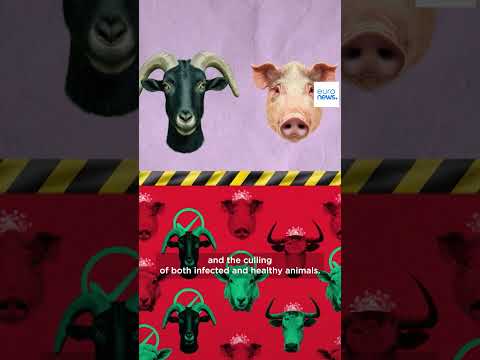 Foot-and-mouth disease: What is it? | Explainer - EP28