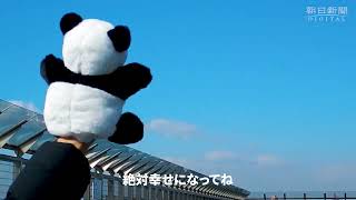 日本上野動物園大熊貓香香回中國 大熊貓迷去成田機場告別