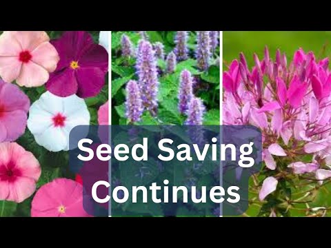 Collecting Cleome Vinca Anise Hyssop Seeds