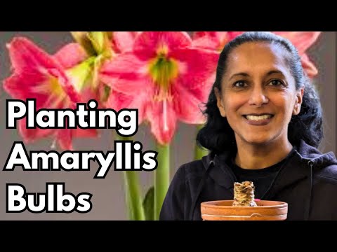 Waking Up Amaryllis Bulbs After Dormancy | How To Plant Amaryllis || Budget Gardening