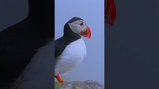 Most Beautiful Animal  - Dolby Vision™ | 4K HDR #wildlife #shorts #nature #bgm