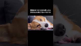 👅#コーギー#コーギー犬#コーギーのいる暮らし #犬 #犬のいる暮らし #犬のいる生活 #corgi #dog
