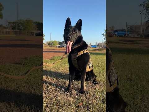 Keeping our Military Working Dogs cool | Royal New Zealand Air Force