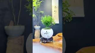 你知道有哪些盆栽好养活 #绿植 #盆栽 #盆景 #种植 #养花