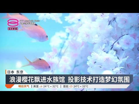 日本水族馆室内樱花季  访客提前欣赏樱花雨【2025.03.14 八度空间华语新闻】