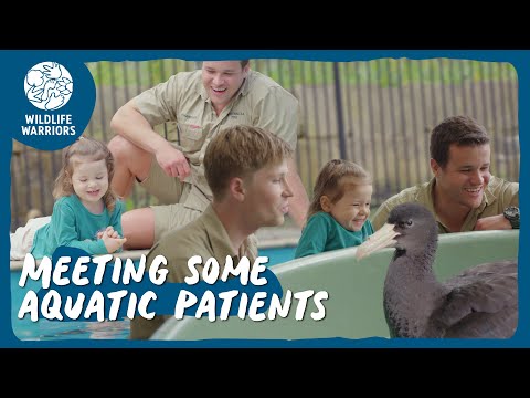 Grace visits the wildlife hospital | Wildlife Warriors Missions