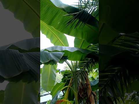 Banana  tree beautiful view #garden #plants