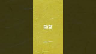 Frontal lobe｜額葉英文怎麼唸？#職能英文發音