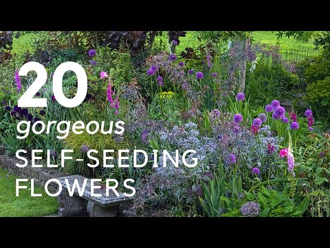 Self-seeding plants - easy, free and enchanting to look at...