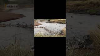 斑馬過河被鱷魚盯上了！ #動物紀錄片  #animals  #紀錄片