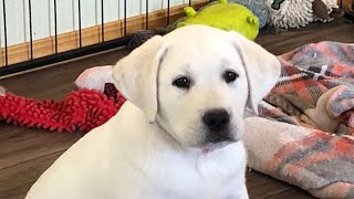 Yellow Labrador Puppies 8 Weeks Old!