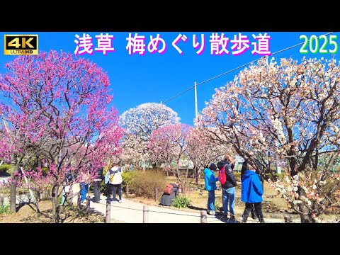 4K60【浅草梅めぐり散歩道】2025春