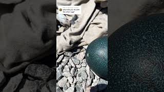 What's inside the Emu egg that didn't hatch?
