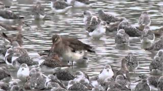 米埔觀鳥01