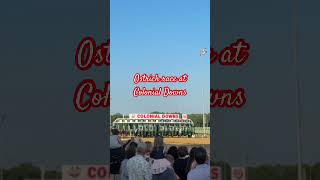 Ostrich race#event#summerfun