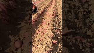 the right way for farmers to harvest sweet potatoes #shorts