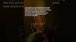 Did you know this about ants? #fact #facts #factdaily #ants