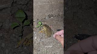 Catch big frogs funny | Try don't laugh | wep wep catching frogs make you laugh #shorts