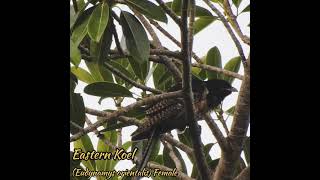 #Shorts || Eastern Koel (Eudynamys orientalis) Burung parasit Migrasi dari Australia || #koel #tuwu