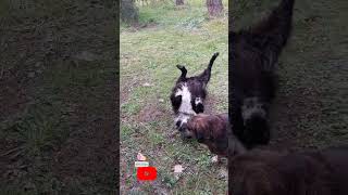 Yamyam yeteneklerini sergiliyor.. #keşfet #ilginçolaylar #köpekvideoları #kangalköpeği