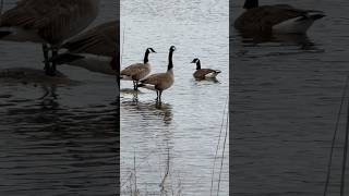 #geeselive #waterfowl