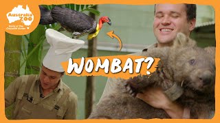 Chef Chandler preps a wombat's breakfast | Australia Zoo Life