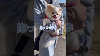 チワワあるある！　散歩はきらい　お家が大好き