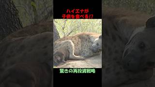 ハイエナが子どもを食べる!?驚きの再投資戦略♯野生動物♯動物雑学